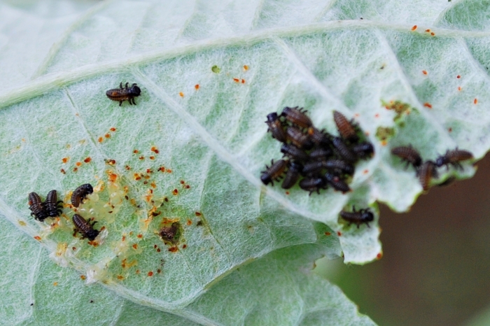 Crisolina lucida e ovature; no: Chrysomela populi